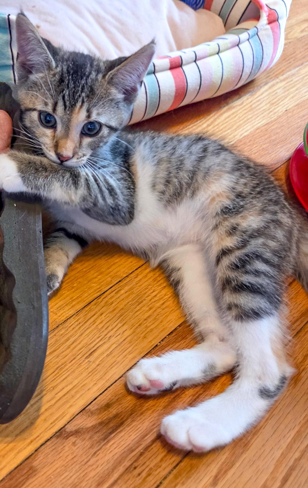 Enlarge Nadine, a Adoptable Domestic Short Hair in Alexandria, VA image 4/6