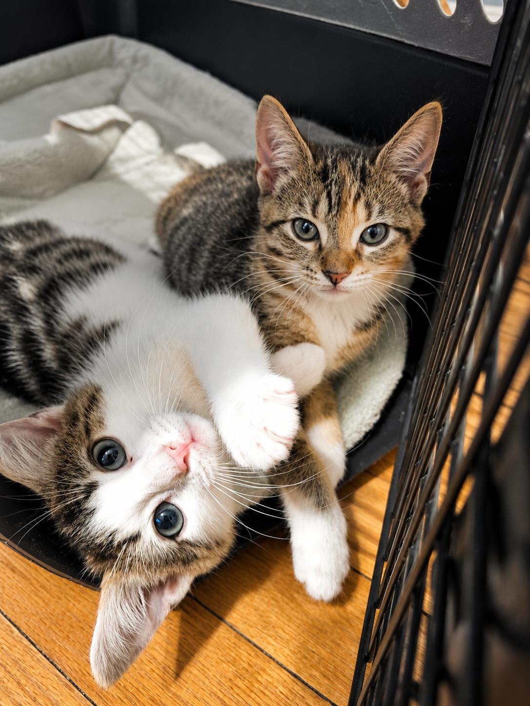 Enlarge Nadine, a Adoptable Domestic Short Hair in Alexandria, VA image 3/6