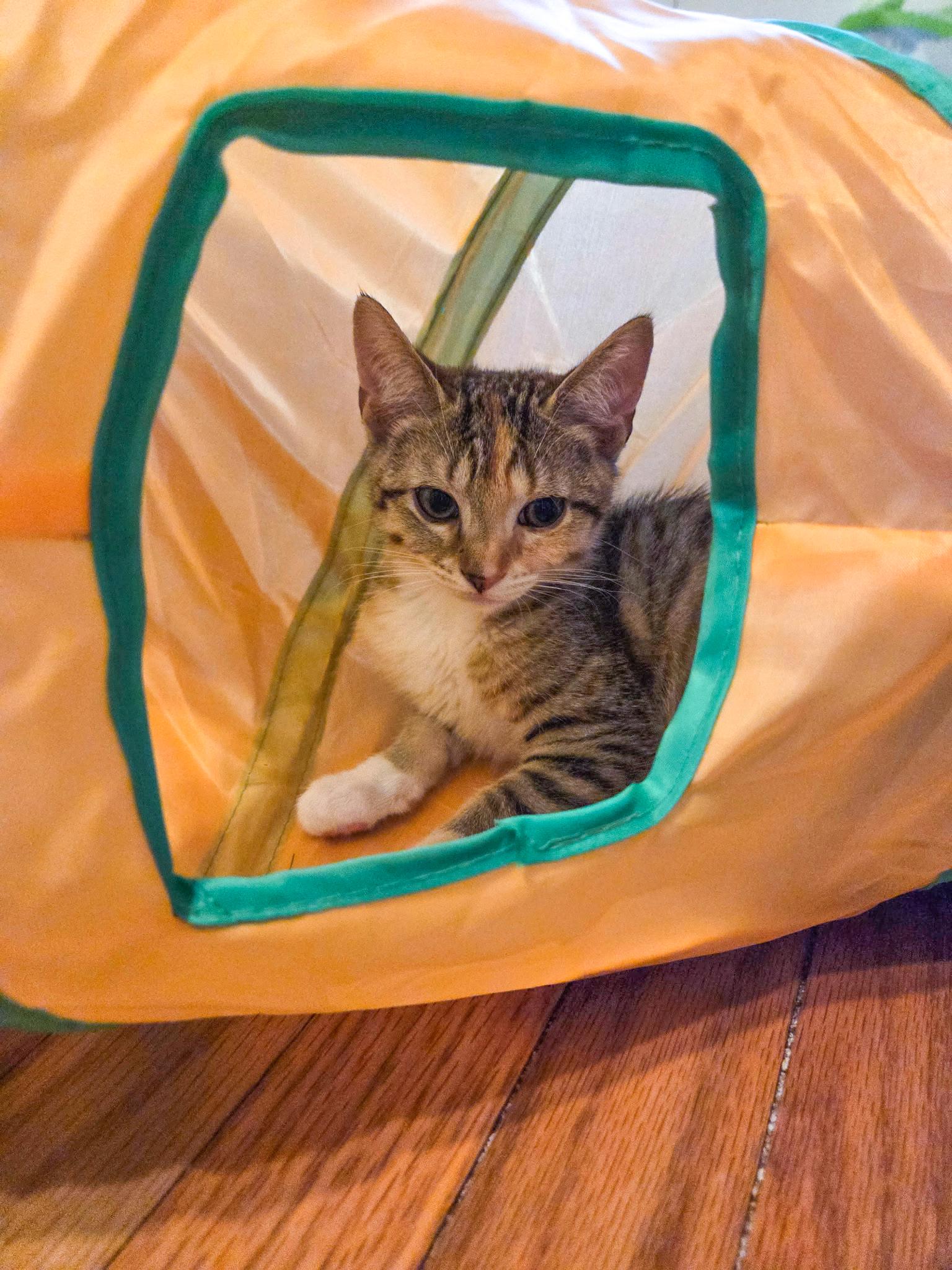 Enlarge Nadine, a Adoptable Domestic Short Hair in Alexandria, VA image 5/6