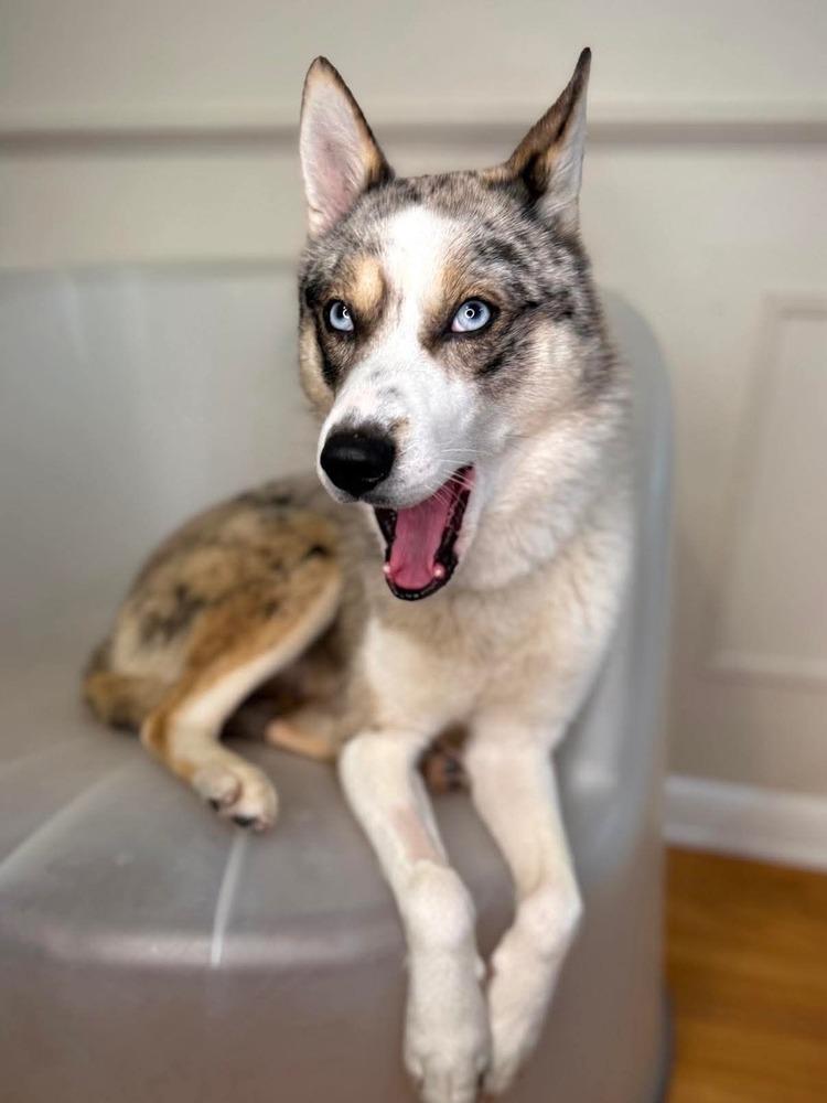 Jersey, Adoptable, Puppy Male Husky.