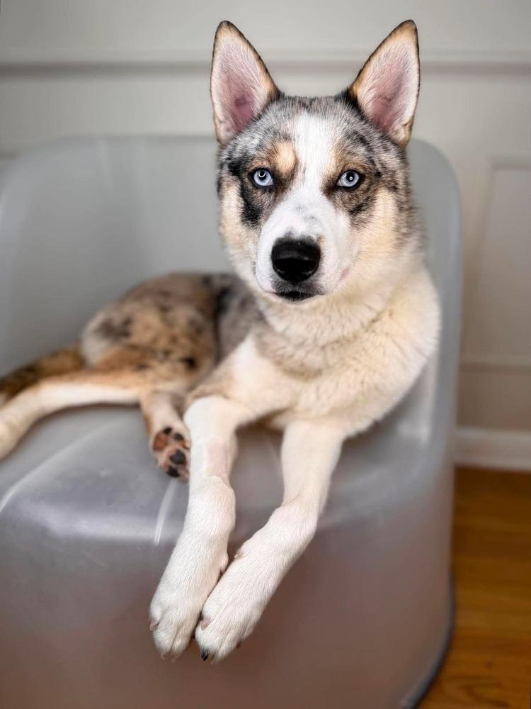 Enlarge Jersey, a Adoptable mixed breed in Alden, NY image 2/4