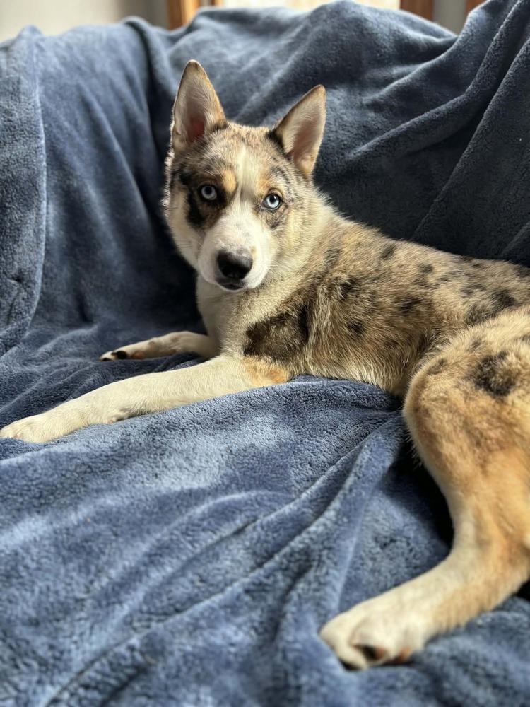 Enlarge Jersey, a Adoptable mixed breed in Alden, NY image 3/4