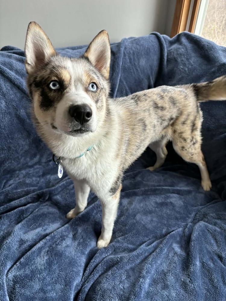 Enlarge Jersey, a Adoptable mixed breed in Alden, NY image 4/4