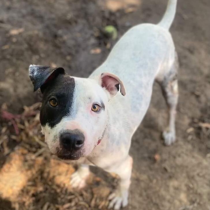 Inchy — thumbnail 2