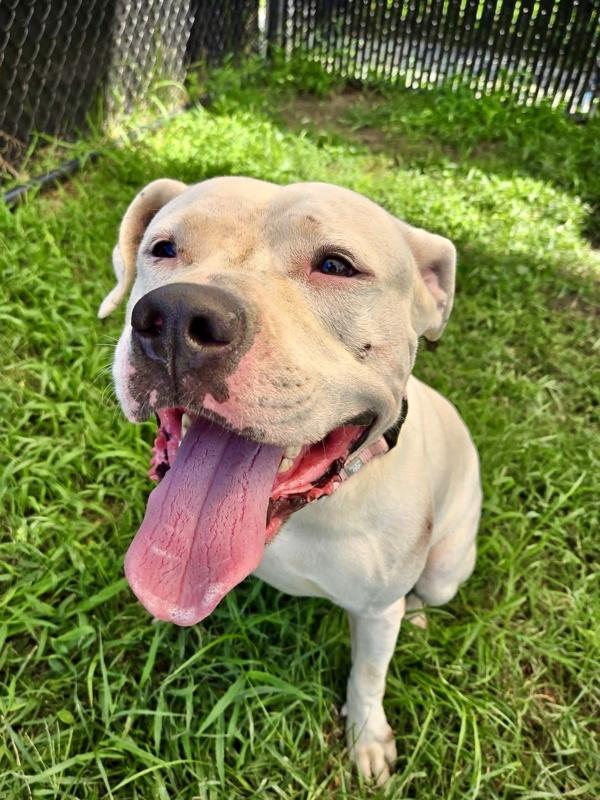 Snow, Adoptable, Adult Male Pit Bull Terrier.