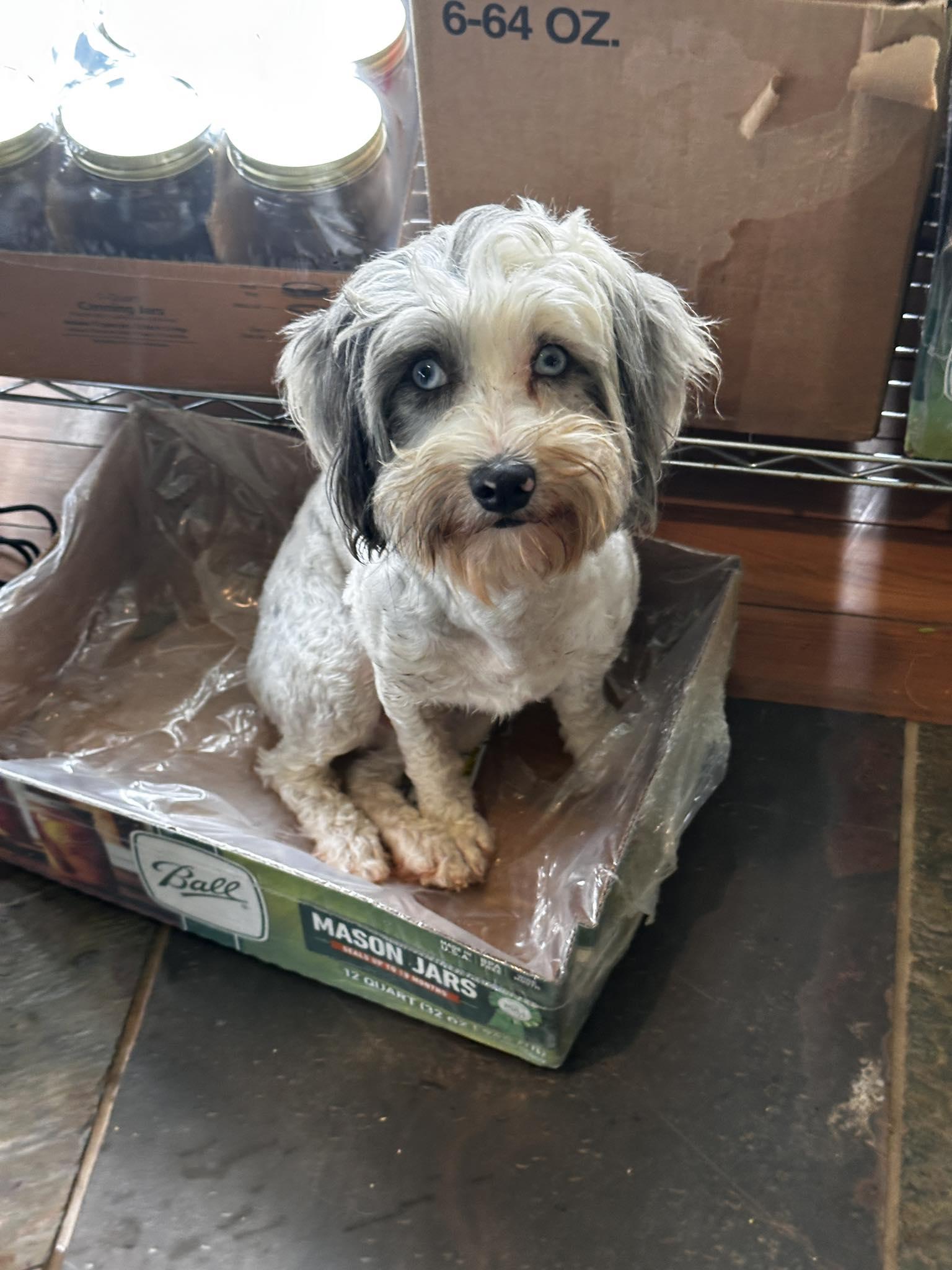 Friendship Willingbird Sunshine, an adoptable Schnoodle in Thompson's Station, TN, 37179 | Photo Image 1