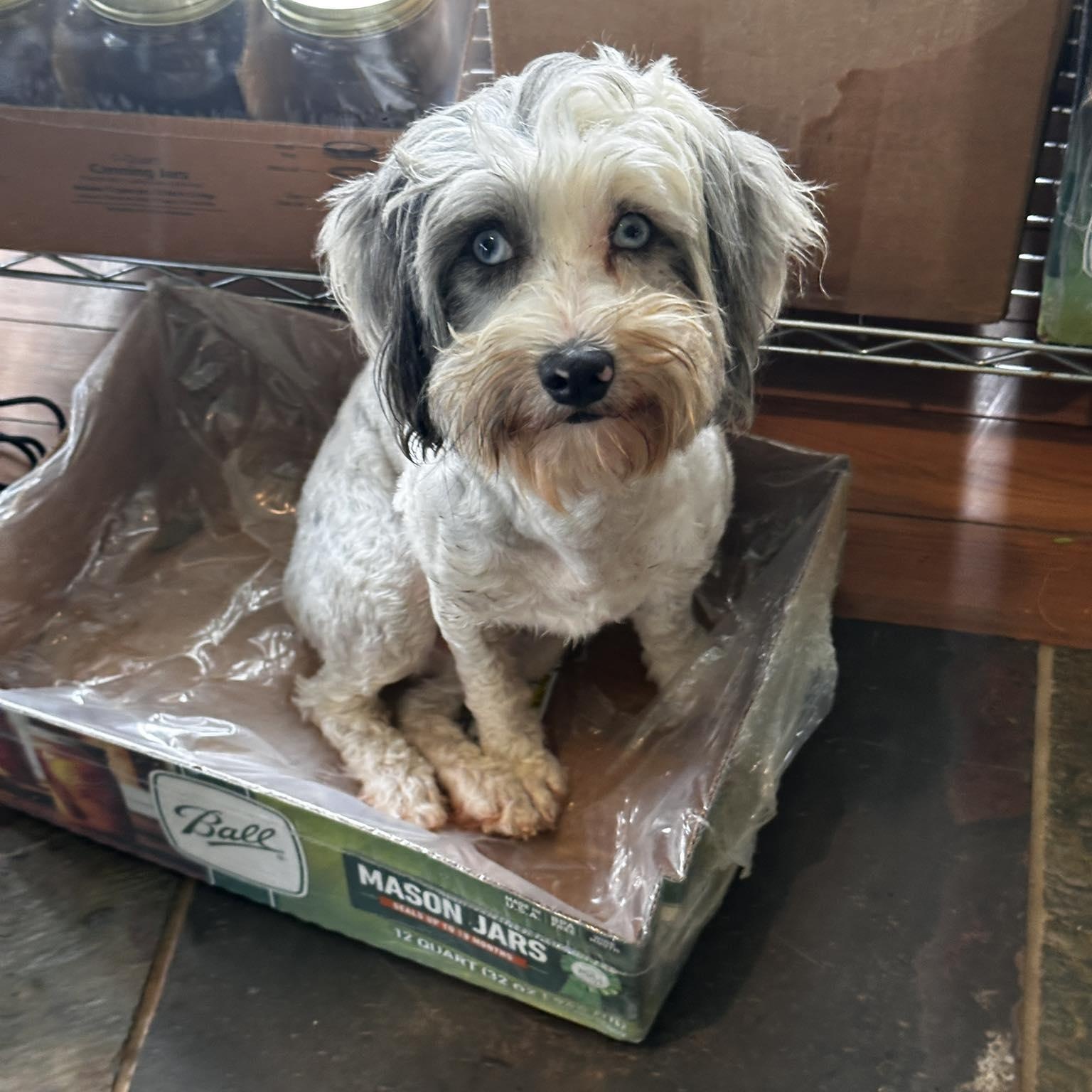 Enlarge Friendship Willingbird Sunshine, a Adoptable Schnoodle in Thompson's Station, TN image 1/1