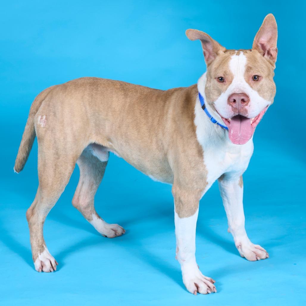 Enlarge The Rock, a Adoptable Mixed Breed in Pittsburgh, PA image 1/6