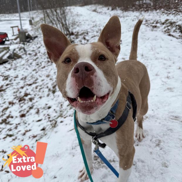 Enlarge The Rock, a Adoptable Mixed Breed in Pittsburgh, PA image 2/6