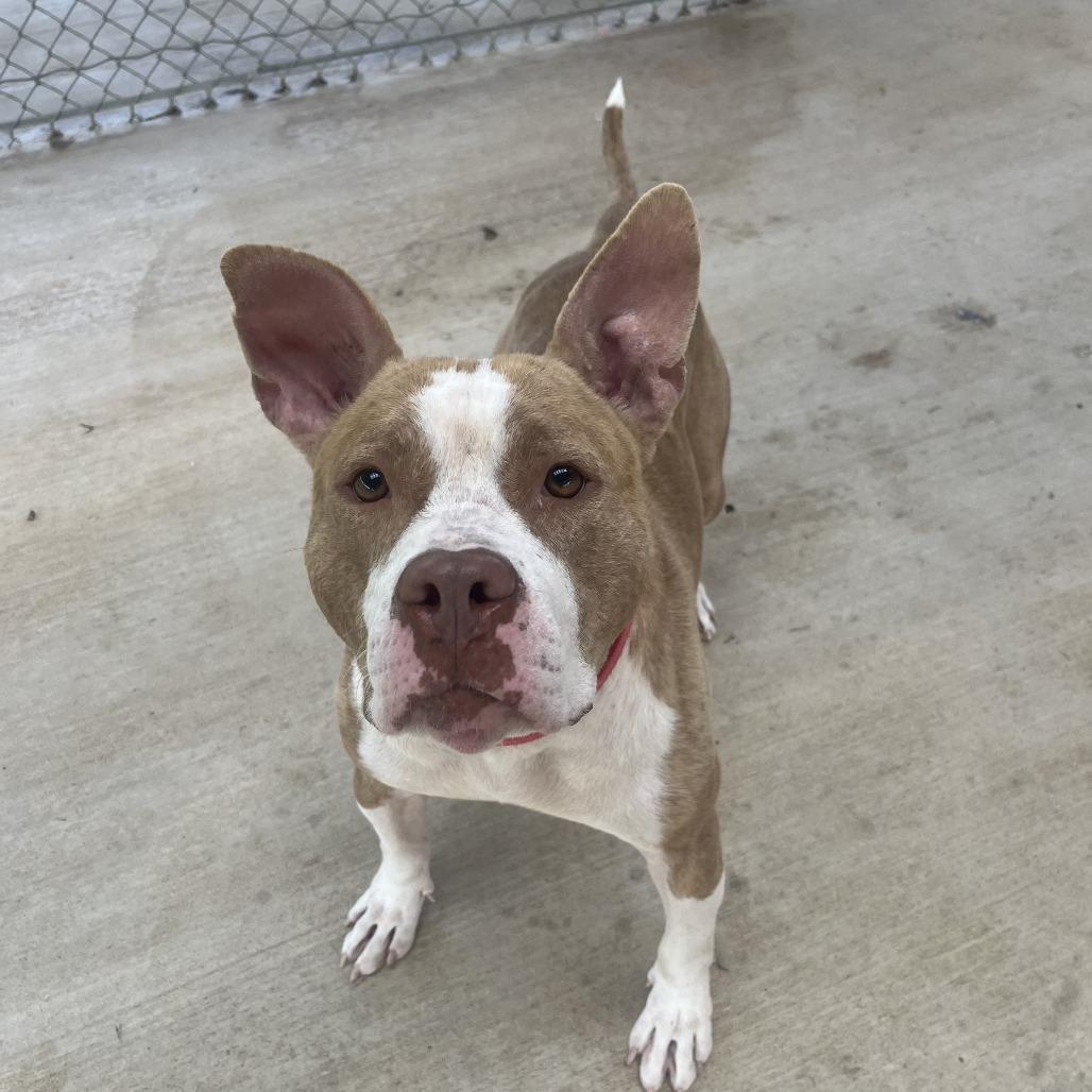 Enlarge The Rock, a Adoptable Mixed Breed in Pittsburgh, PA image 2/6