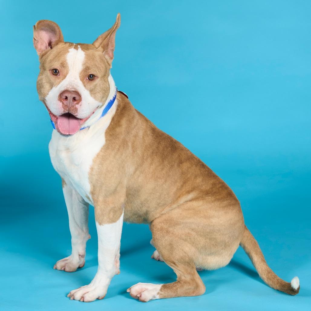 Enlarge The Rock, a Adoptable Mixed Breed in Pittsburgh, PA image 3/6