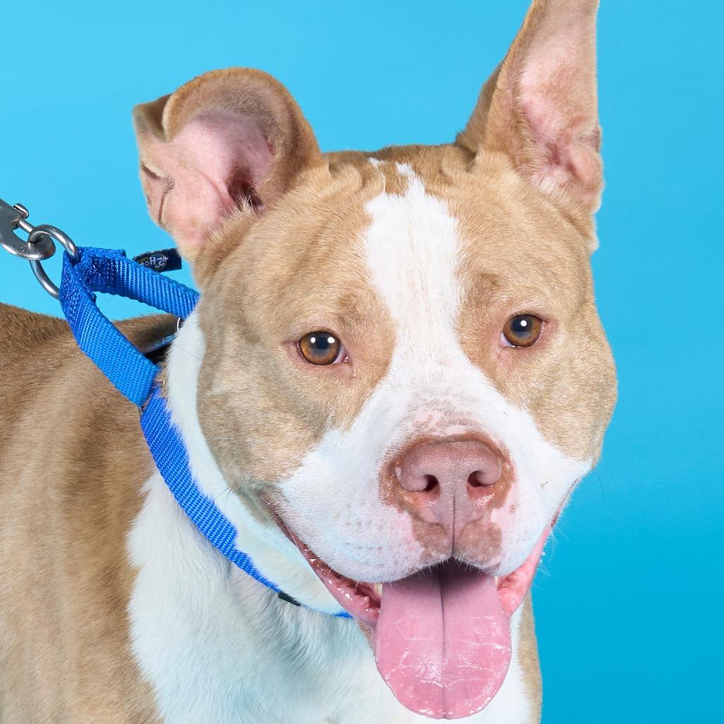 Enlarge The Rock, a Adoptable Mixed Breed in Pittsburgh, PA image 4/6