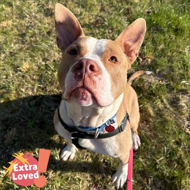 Enlarge The Rock, a Adoptable Mixed Breed in Pittsburgh, PA image 5/6