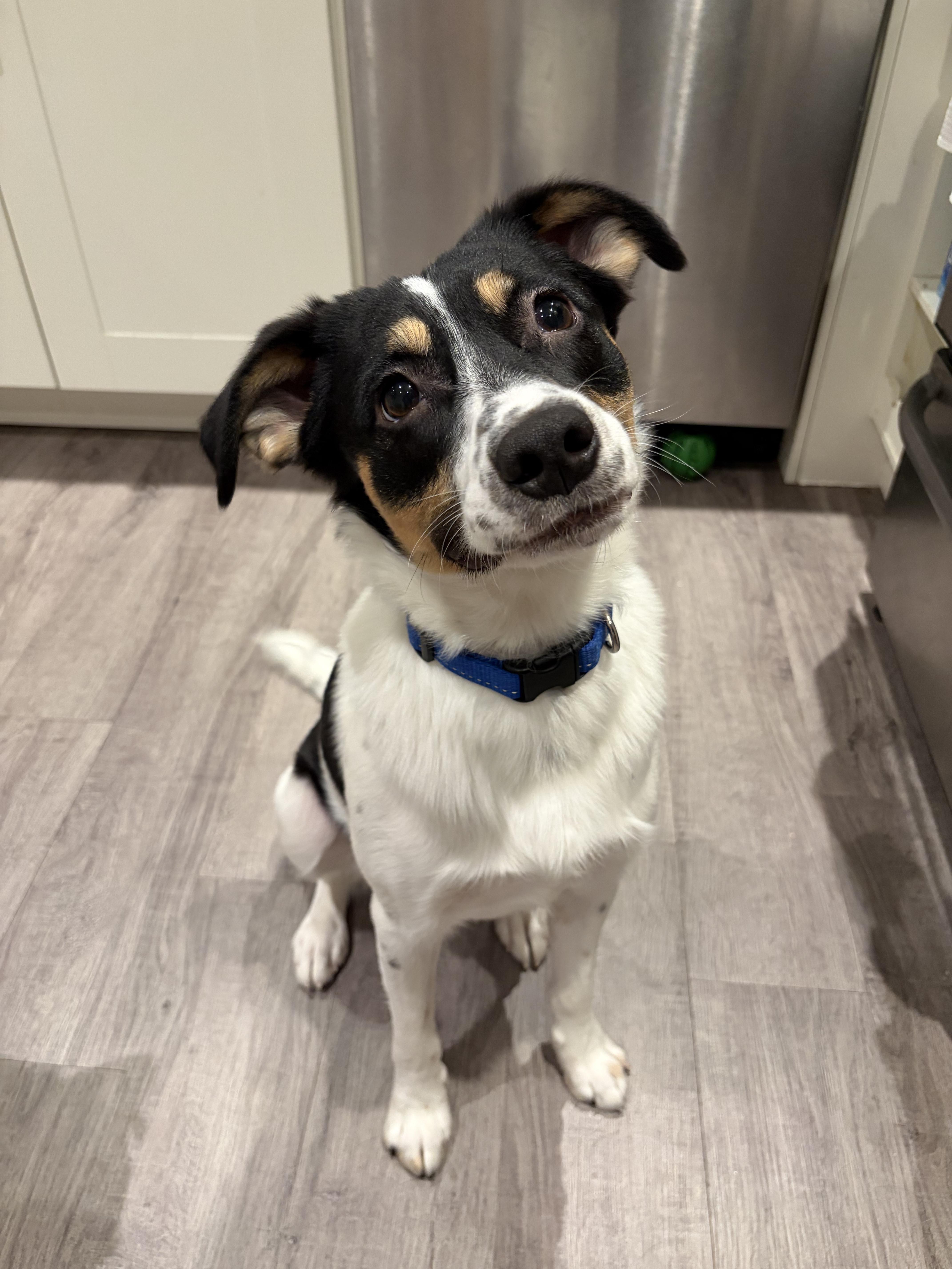 Enlarge Conway, an adopted mixed breed in Winnipeg, MB image 1/4