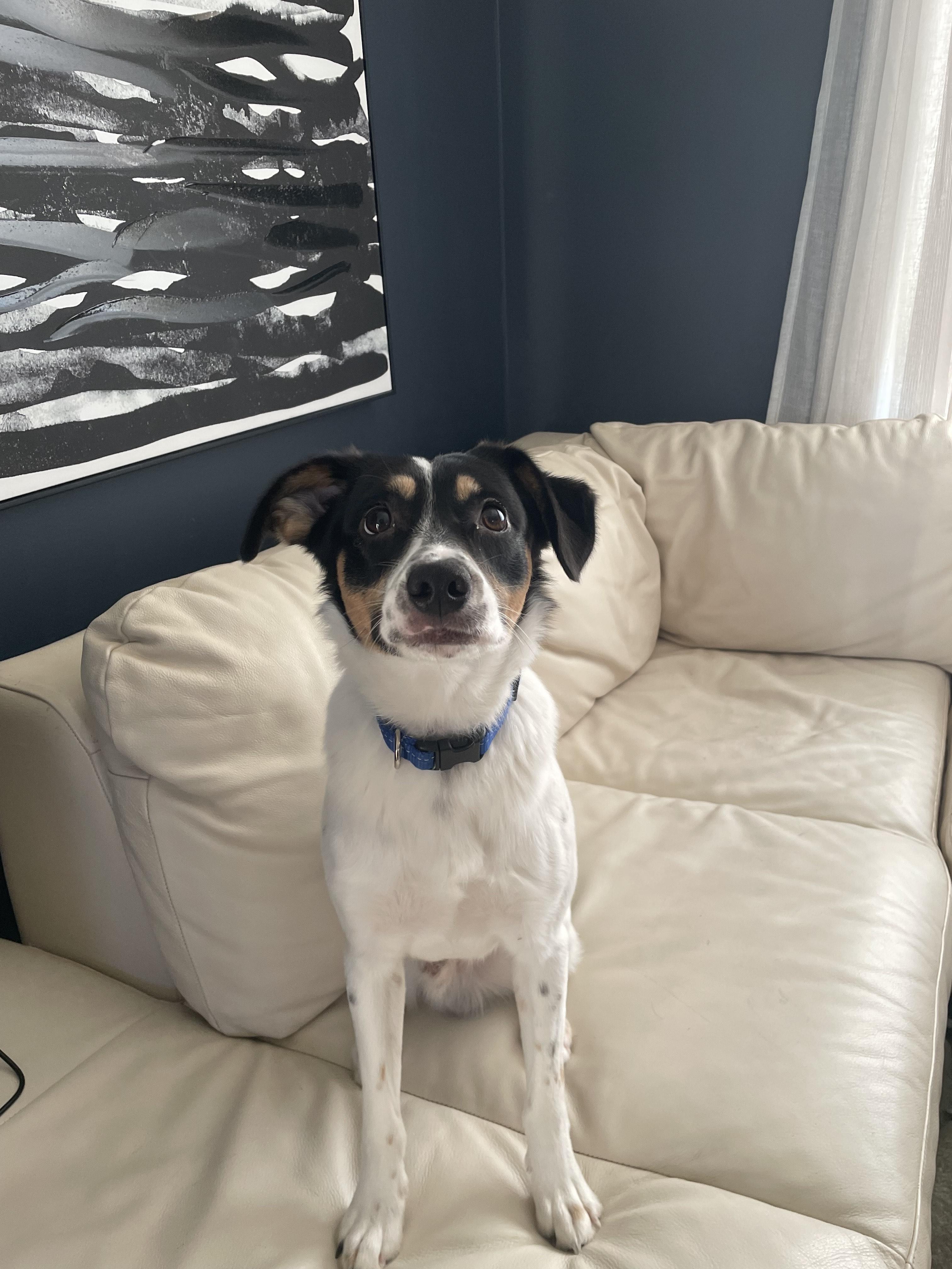 Enlarge Conway, an adopted mixed breed in Winnipeg, MB image 3/4