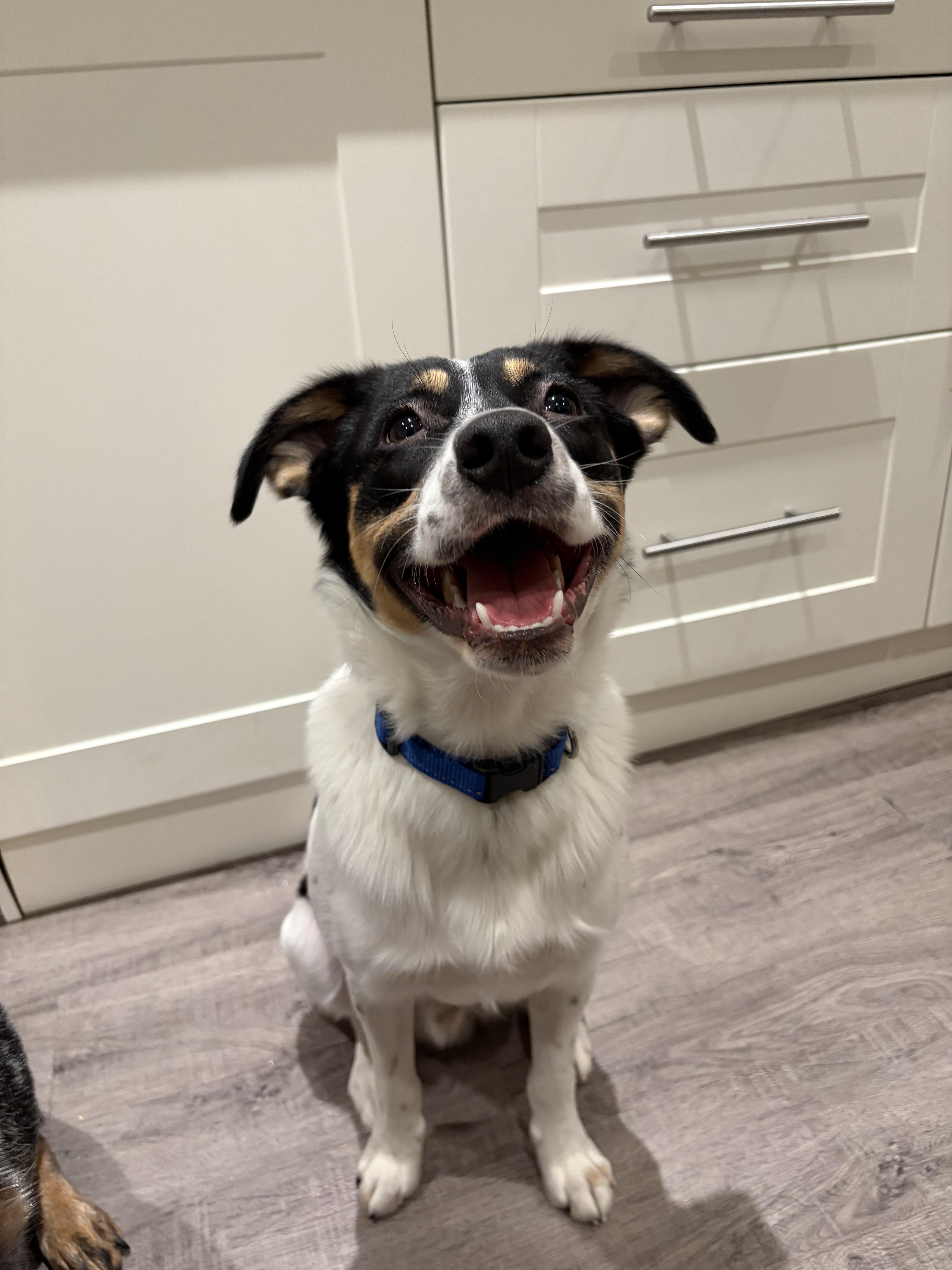 Enlarge Conway, an adopted mixed breed in Winnipeg, MB image 4/4