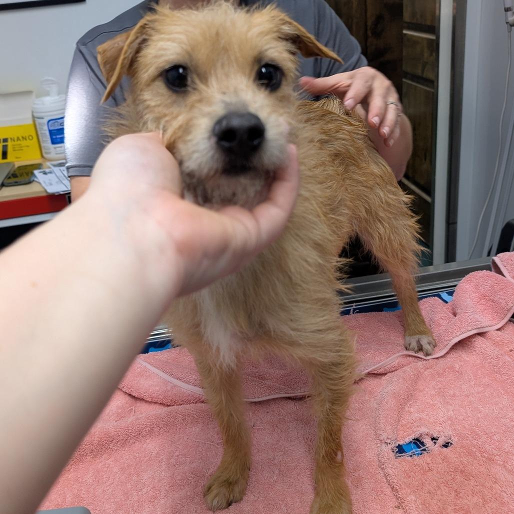 MELODY, Adoptable, Adult Female Cairn Terrier & Border Terrier.