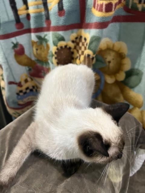 Christian, Adoptable, Young Female Siamese & Domestic Short Hair.