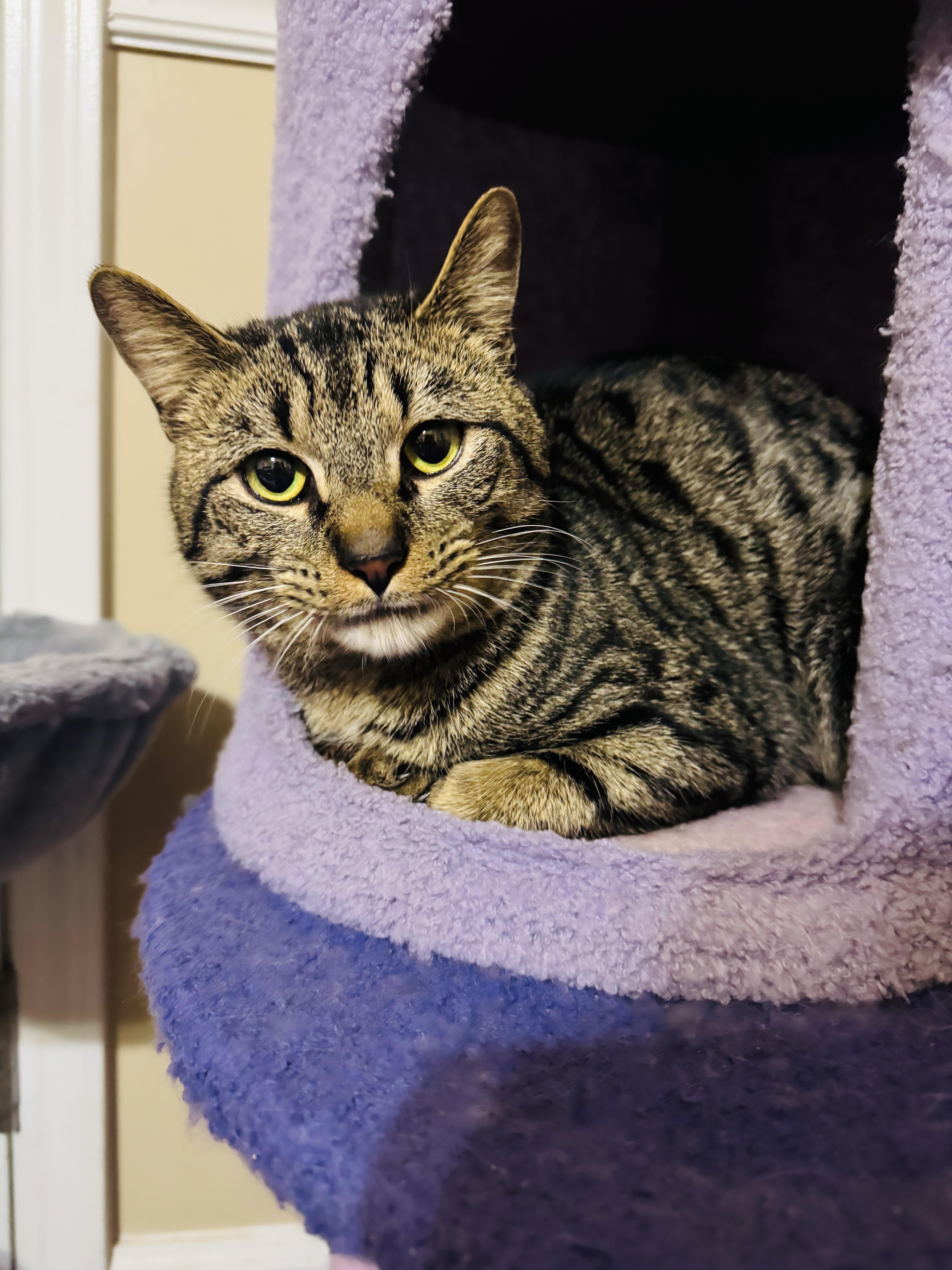 Enlarge Round Head Squirrel, a ADOPTABLE mixed breed in Mooresville, NC image 3/5