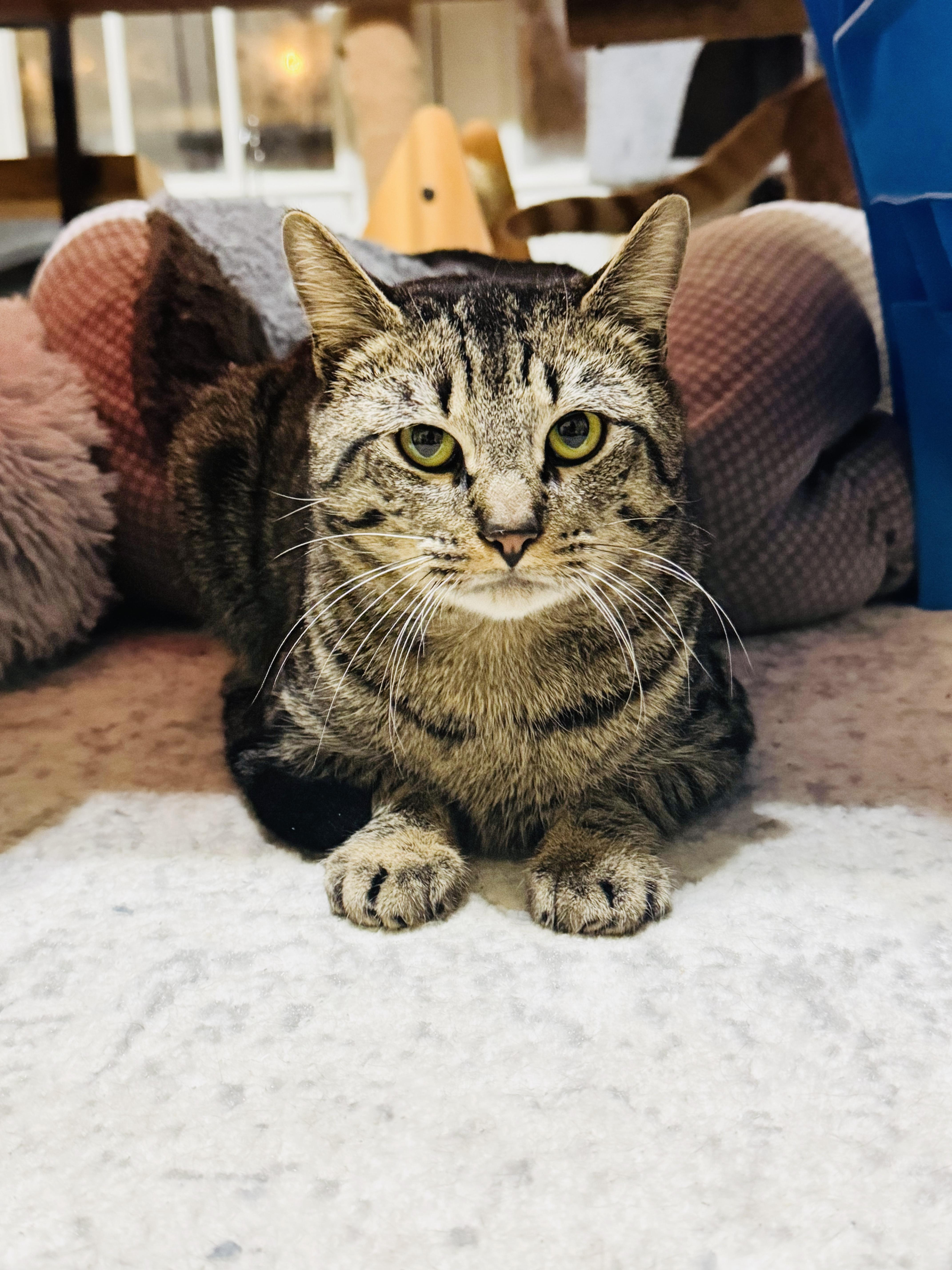 Enlarge Round Head Squirrel, a ADOPTABLE mixed breed in Mooresville, NC image 2/5