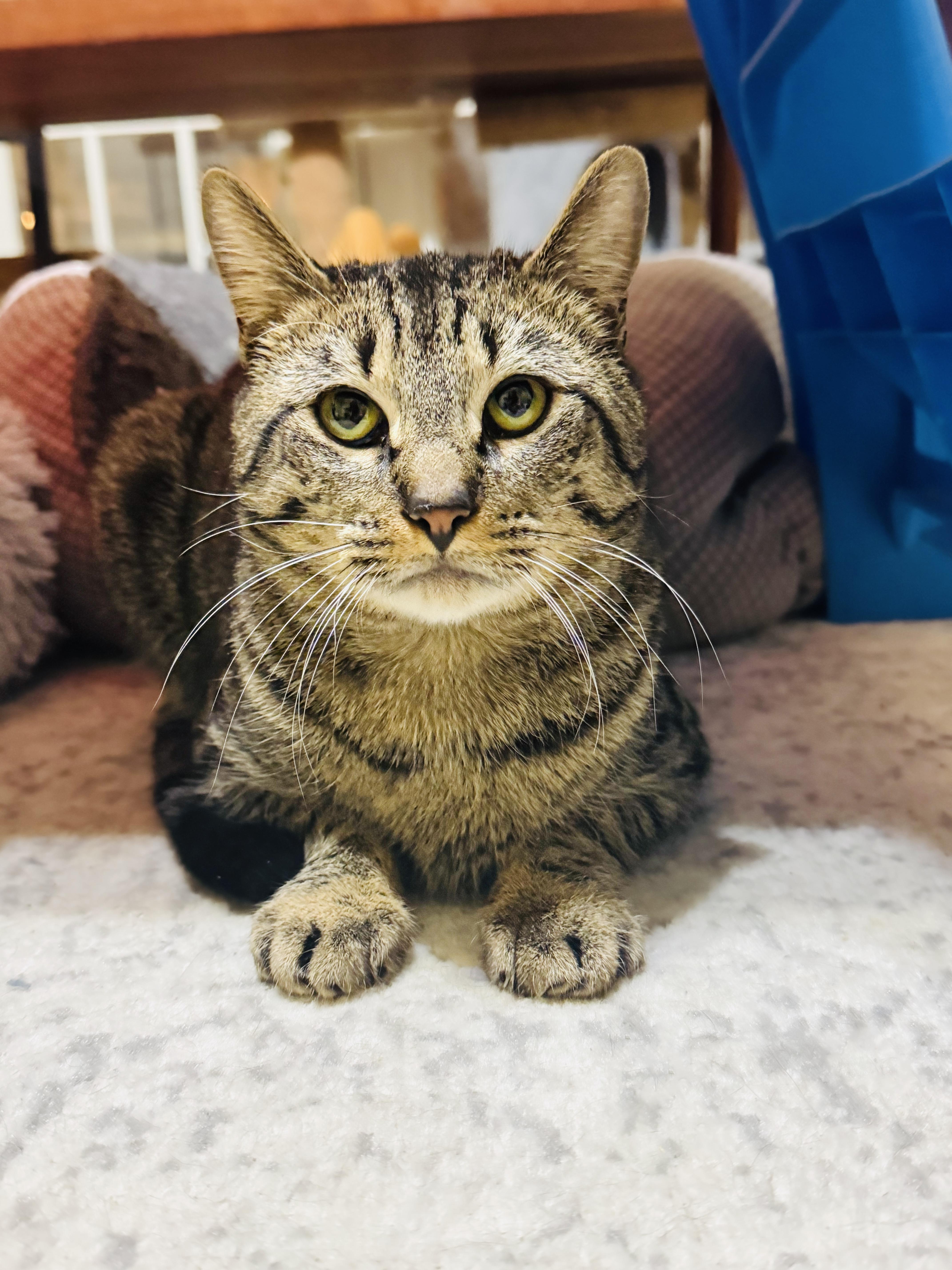Enlarge Round Head Squirrel, a ADOPTABLE mixed breed in Mooresville, NC image 4/5