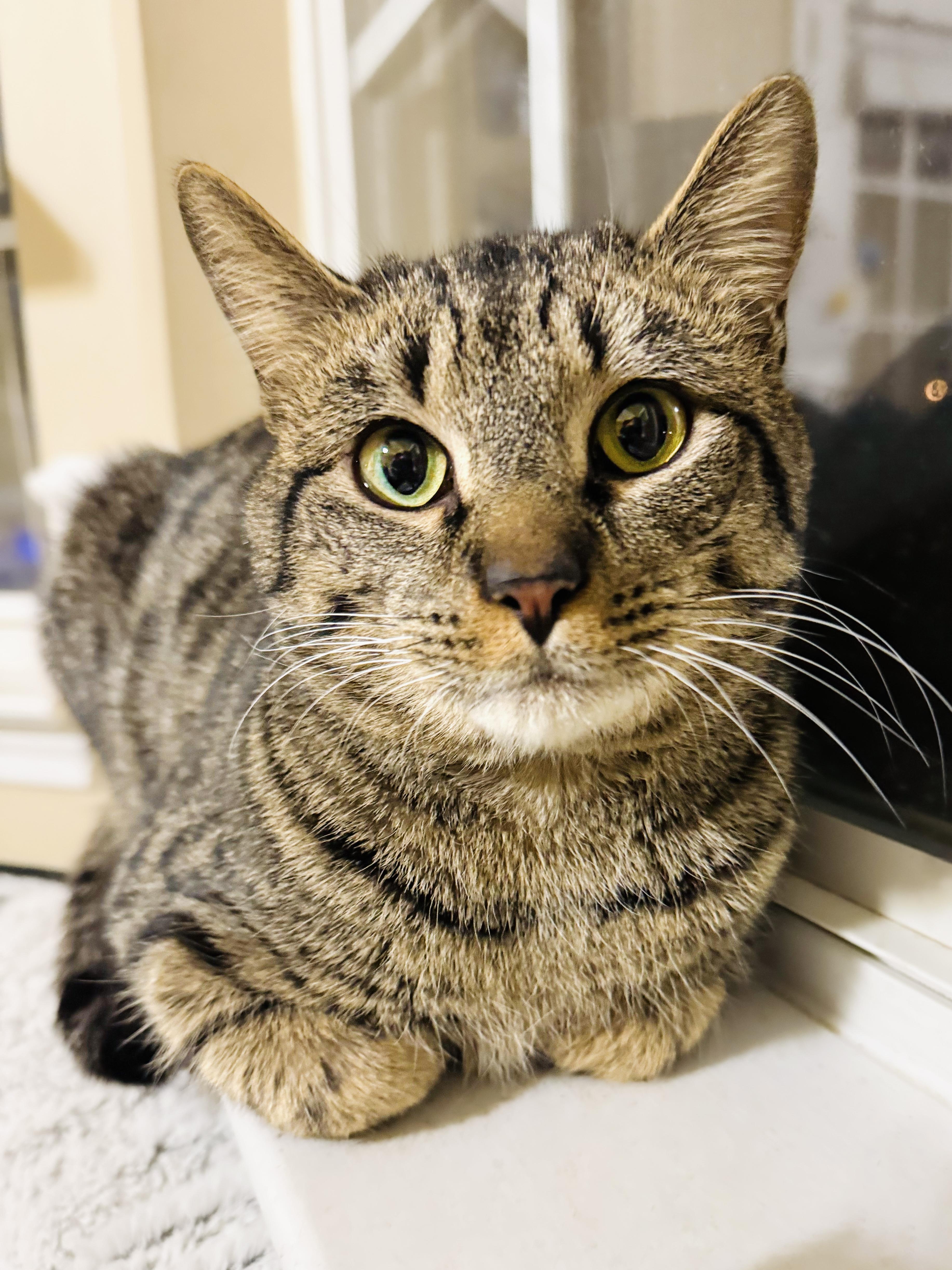 Round Head Squirrel, ADOPTABLE, Young Male Tabby & Domestic Short Hair.