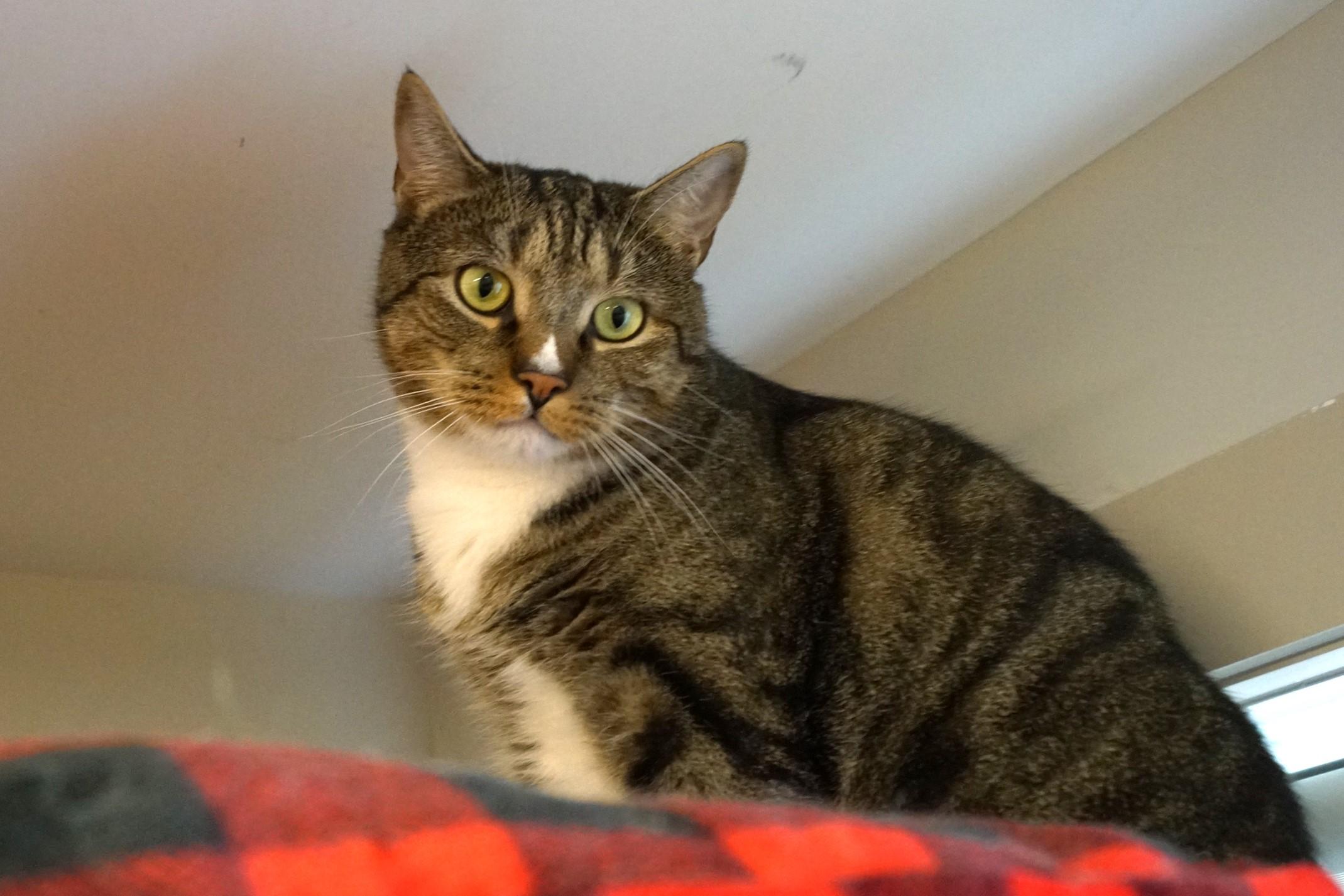 Larry, a Adoptable mixed breed in New Milford, CT image 1/6