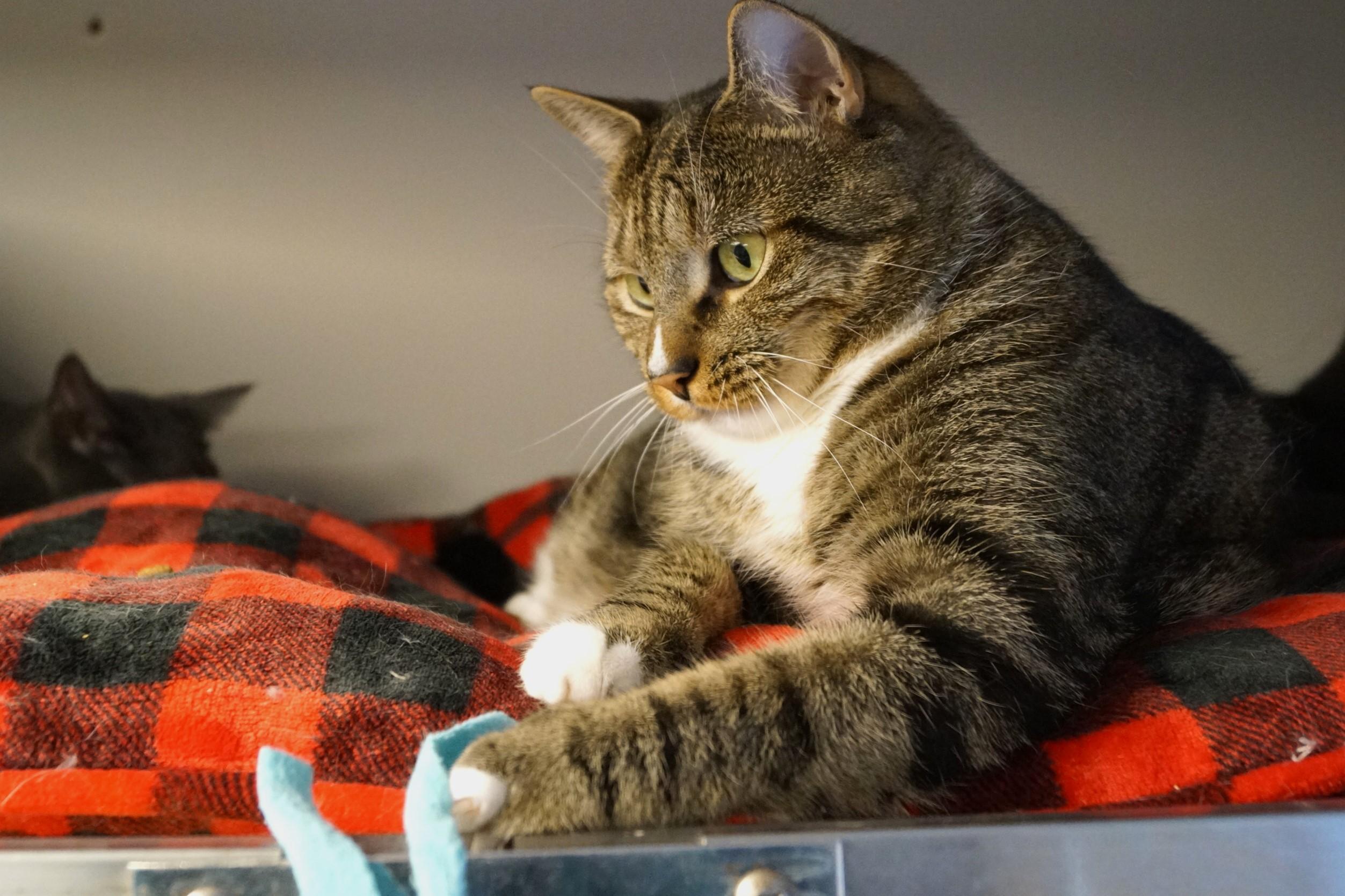 Larry, a Adoptable mixed breed in New Milford, CT image 2/6