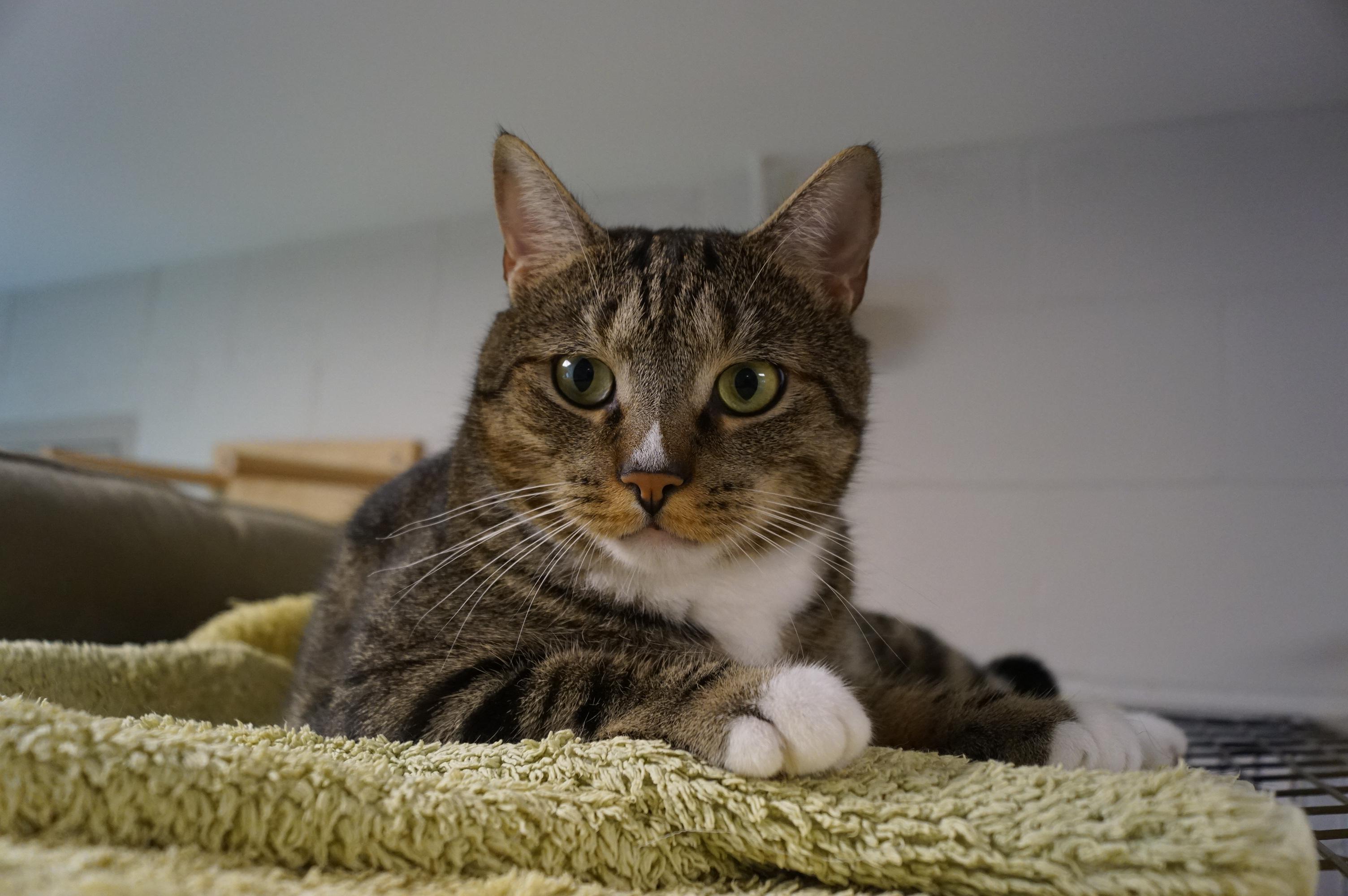 Larry, a Adoptable mixed breed in New Milford, CT image 4/6