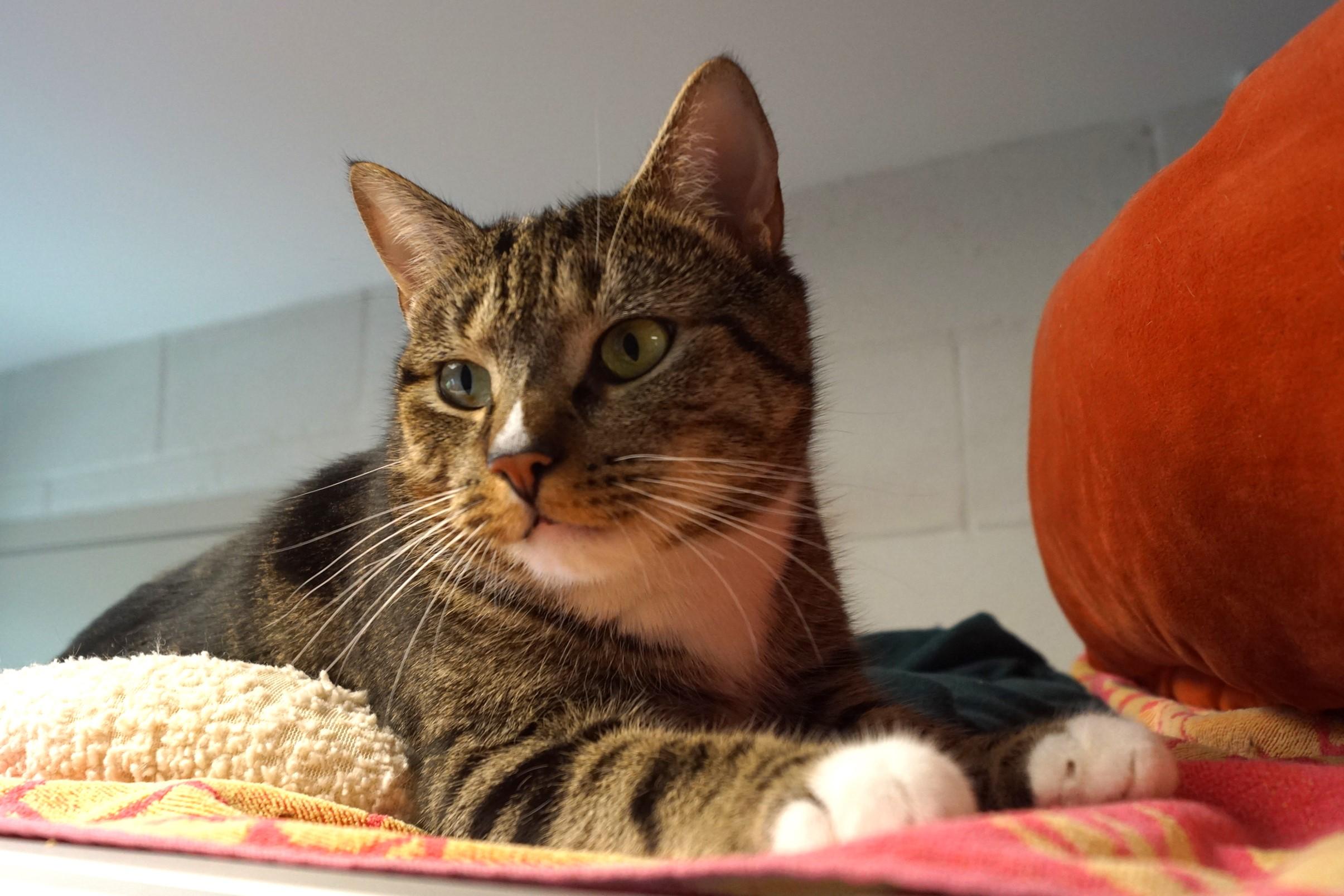Larry, Adult Male unknown