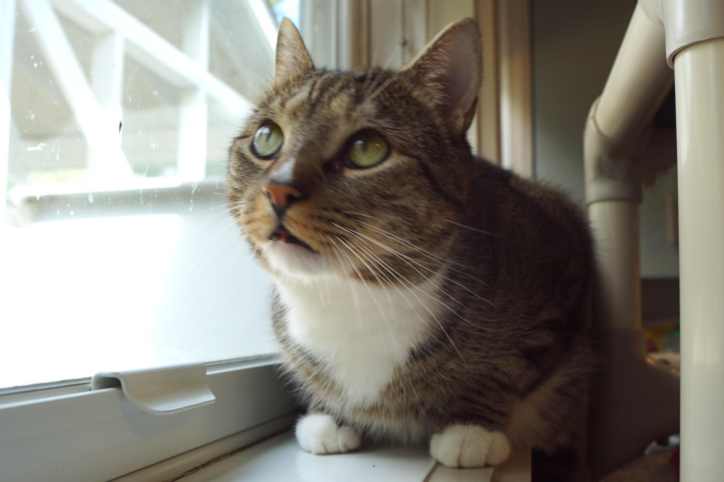 Enlarge Larry, a Adoptable mixed breed in New Milford, CT image 2/6