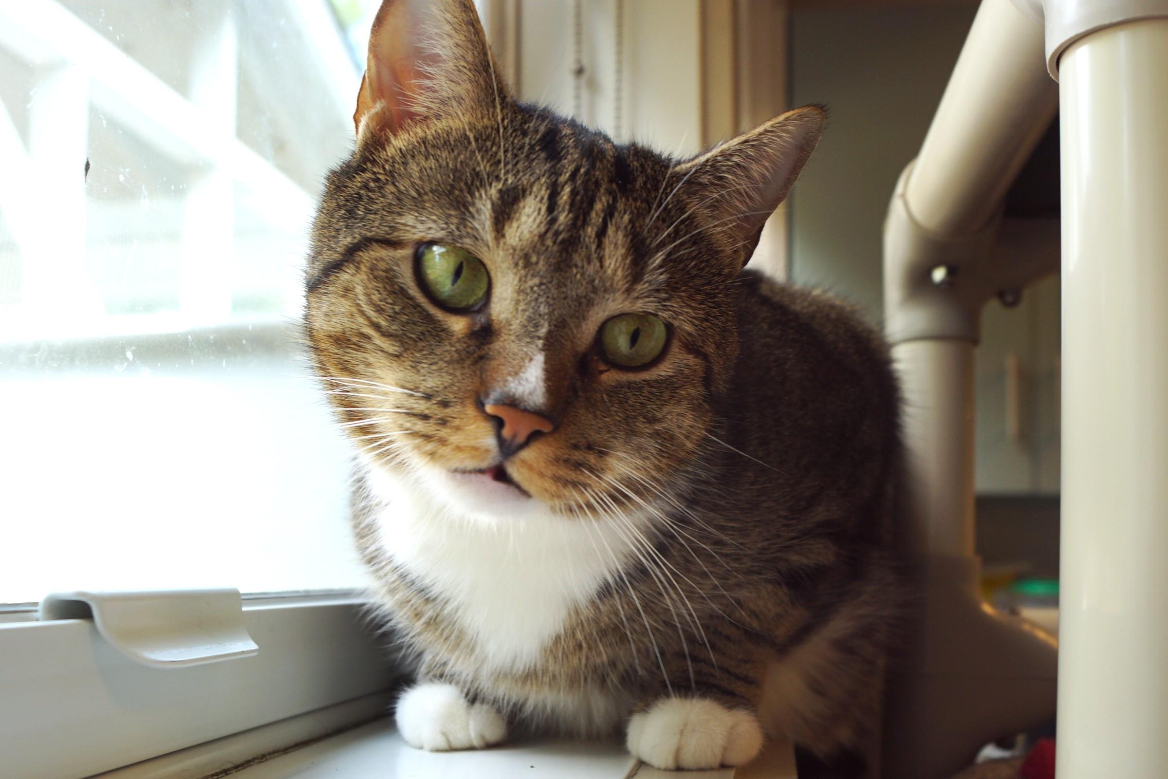 Enlarge Larry, a Adoptable mixed breed in New Milford, CT image 5/6