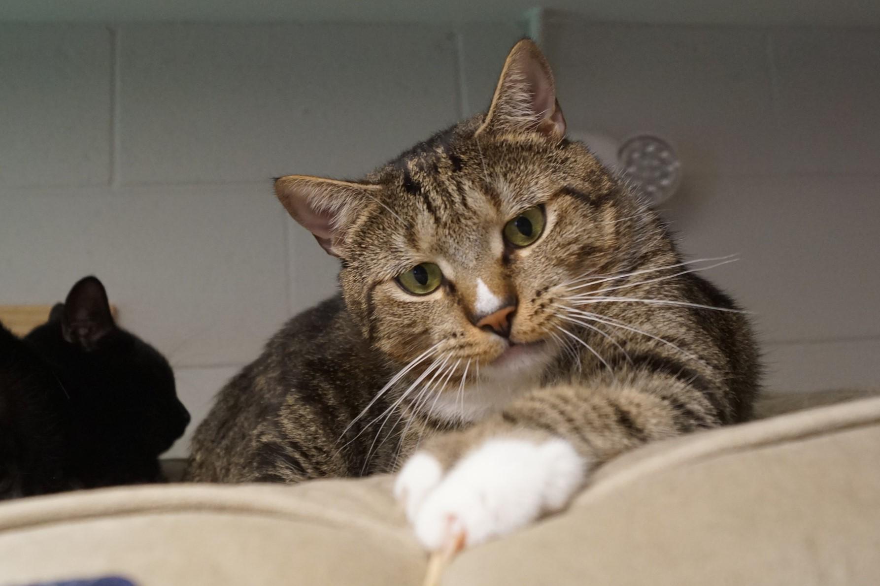 Larry, a Adoptable mixed breed in New Milford, CT image 5/6