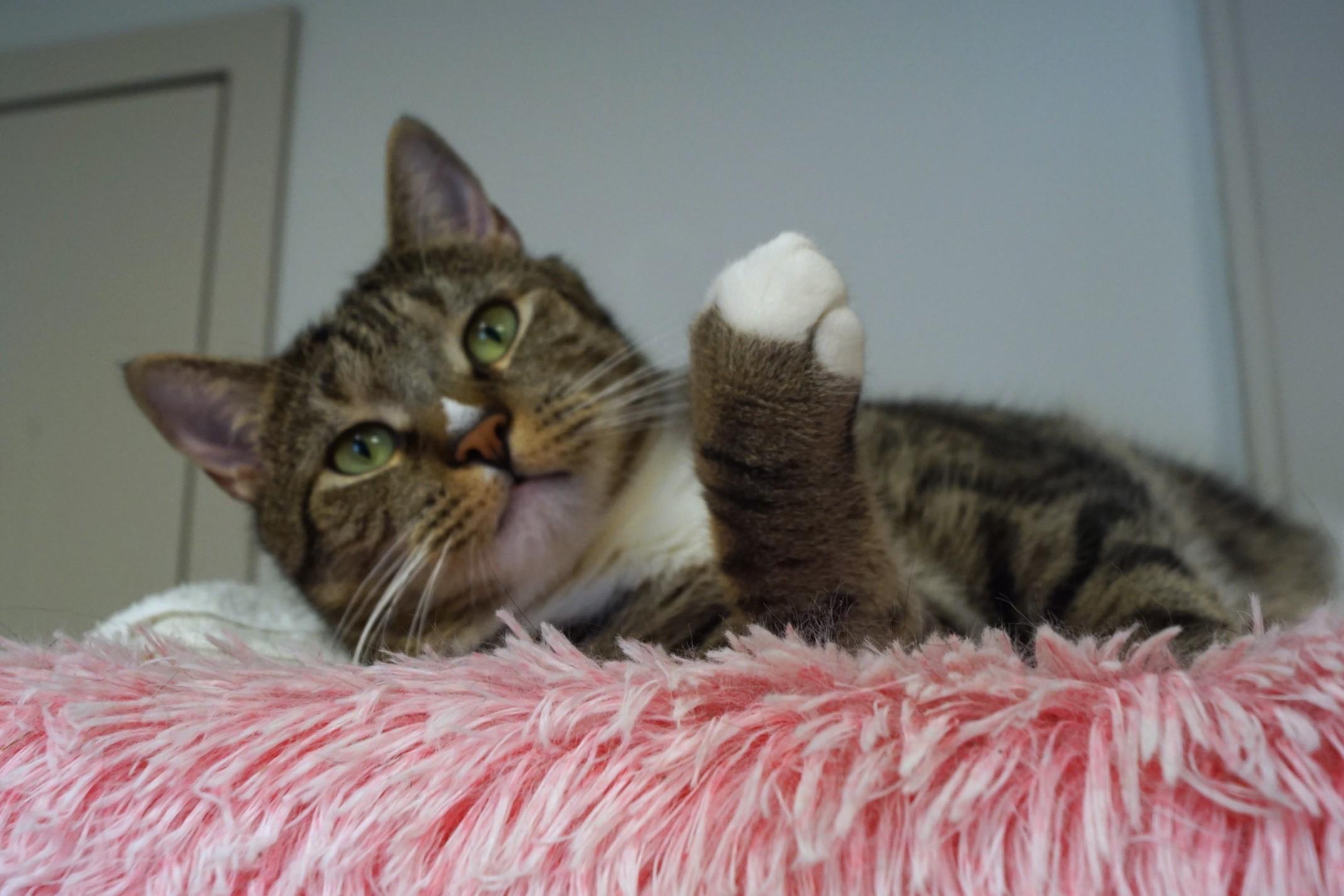 Enlarge Larry, a Adoptable mixed breed in New Milford, CT image 3/6