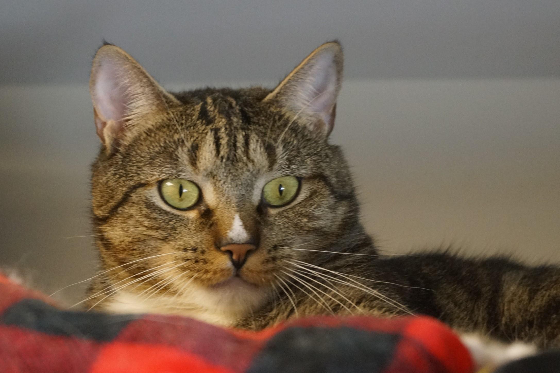 Larry, a Adoptable mixed breed in New Milford, CT image 6/6