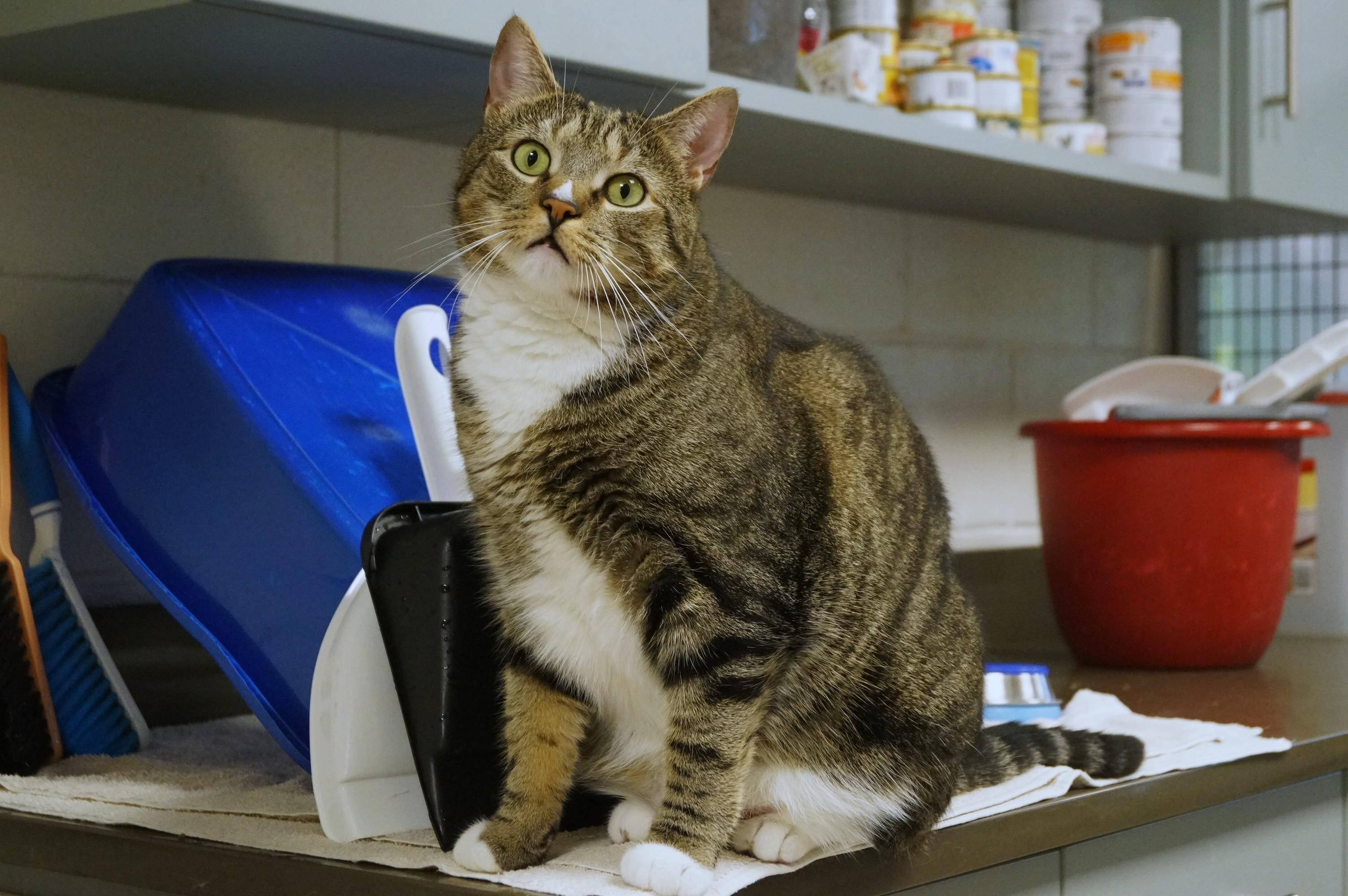 Enlarge Larry, a Adoptable mixed breed in New Milford, CT image 4/6