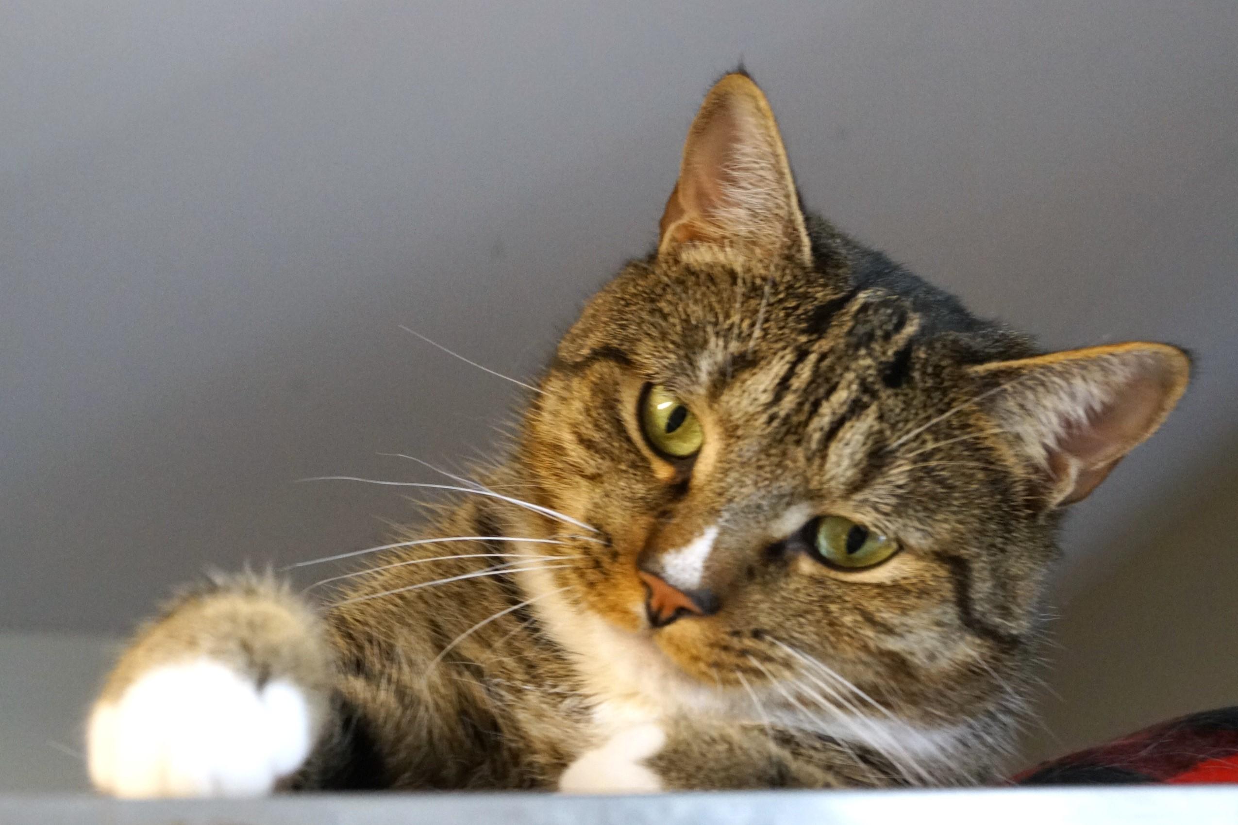 Larry, a Adoptable mixed breed in New Milford, CT image 3/6