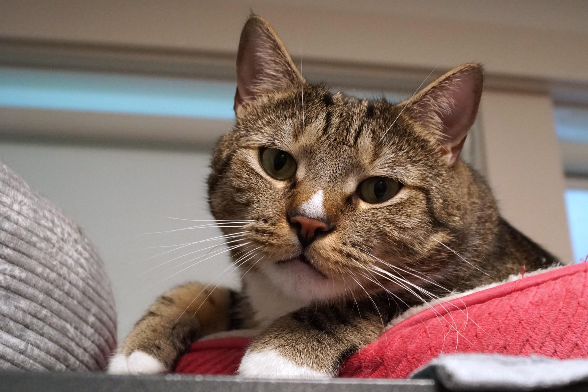 Larry, Adoptable, Adult Male Tabby & Domestic Short Hair.