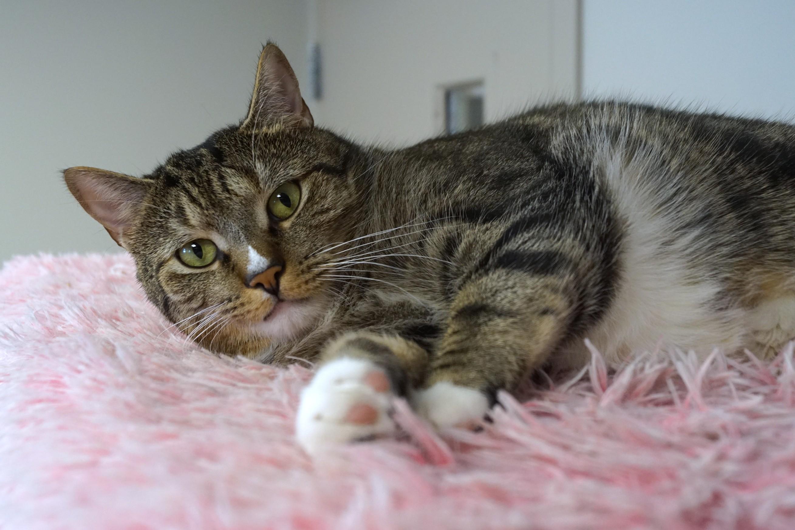 Enlarge Larry, a Adoptable mixed breed in New Milford, CT image 6/6