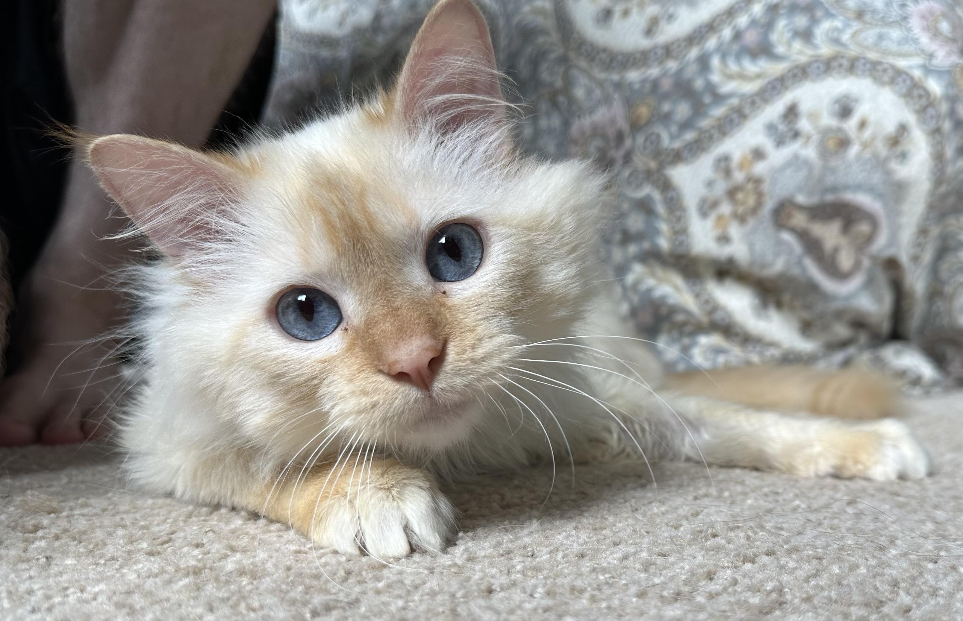 Enlarge Walnut, a Adopted Siamese in Sartell, MN image 1/1