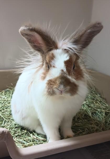 Winston, Adoptable, Adult Male Lionhead & Bunny Rabbit.