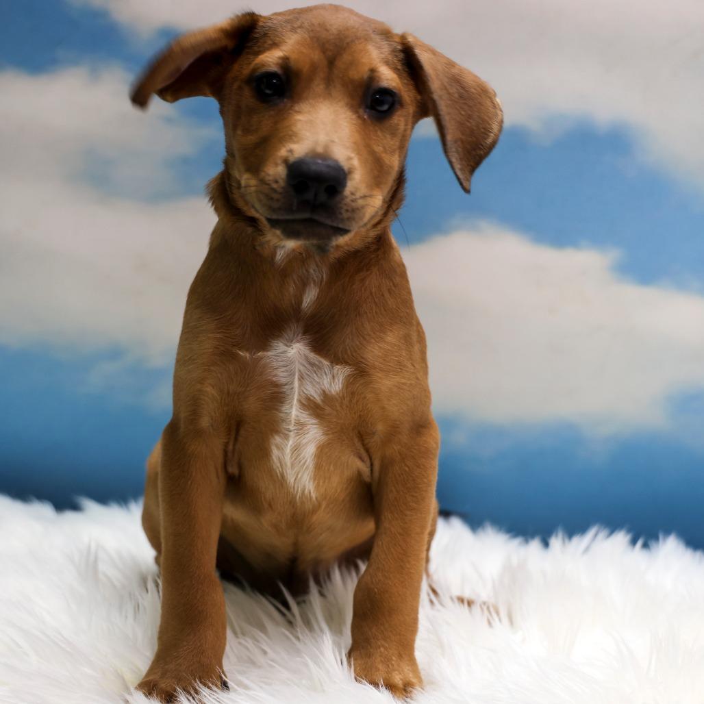 Enlarge Pisinemo, a Adoptable Mixed Breed in Casa Grande, AZ image 1/1