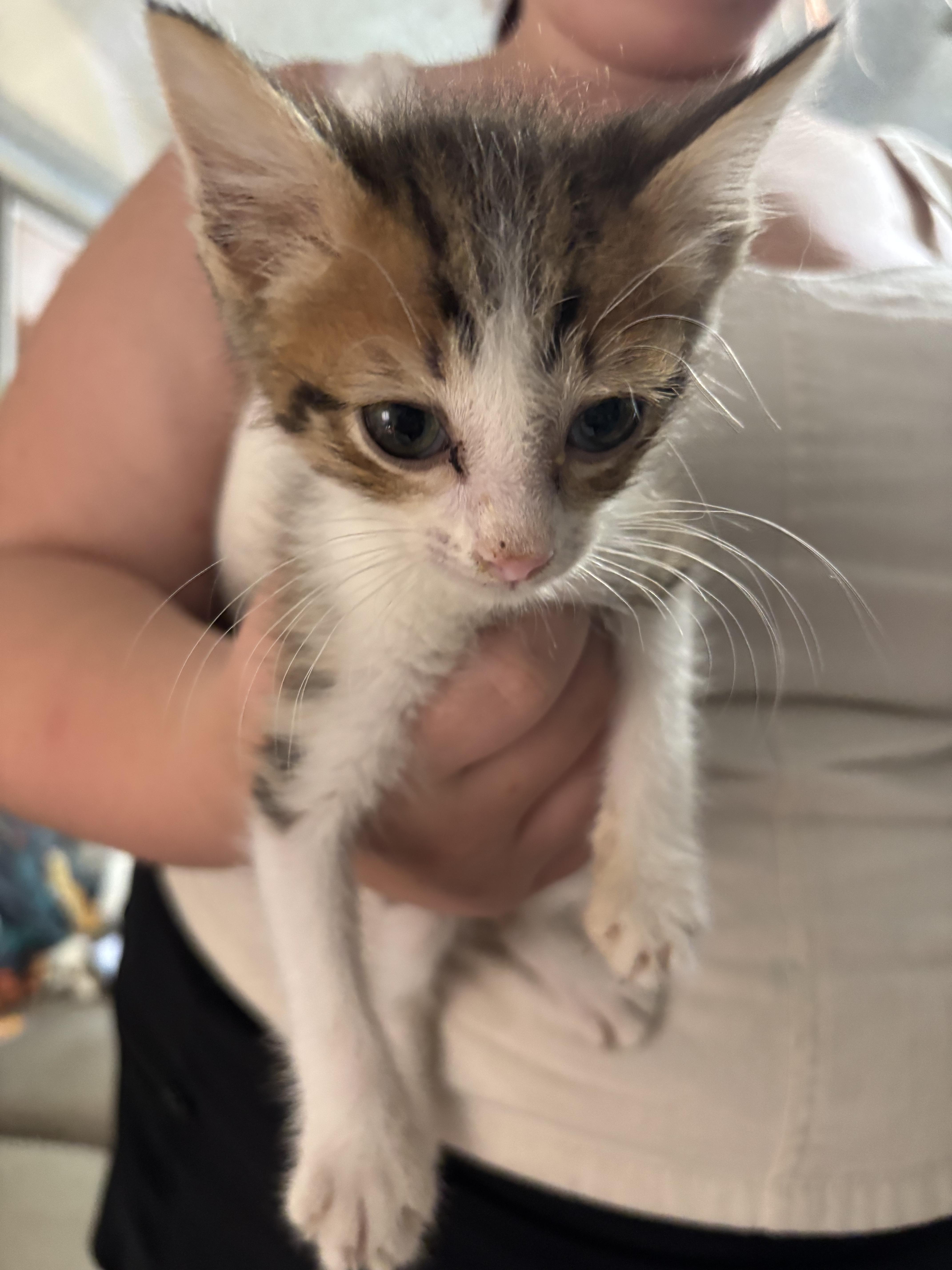 Enlarge Kadence, a Adoptable Domestic Short Hair in Randolph, AL image 1/1