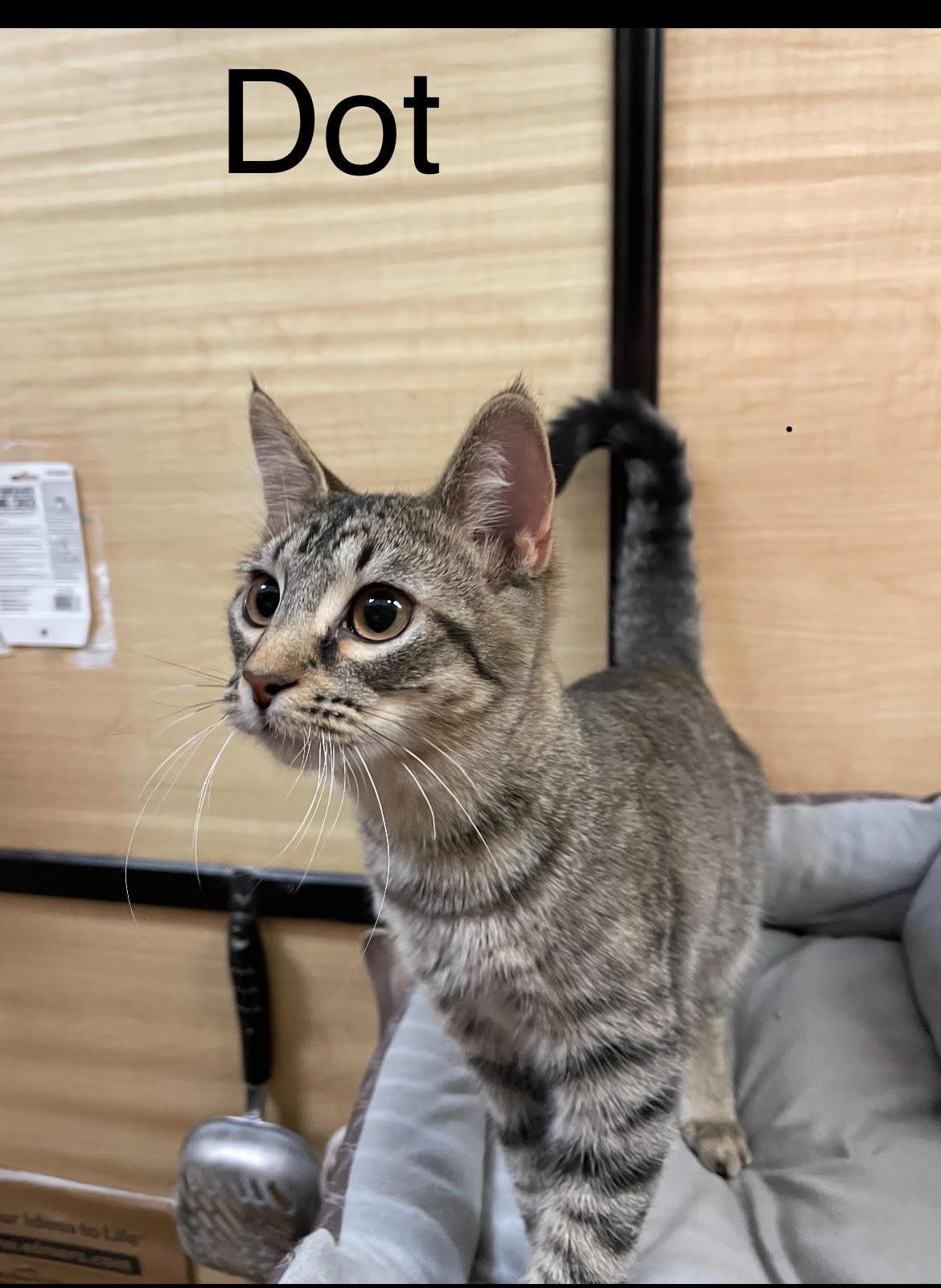 Dot, ADOPTABLE, Kitten Female Domestic Short Hair.
