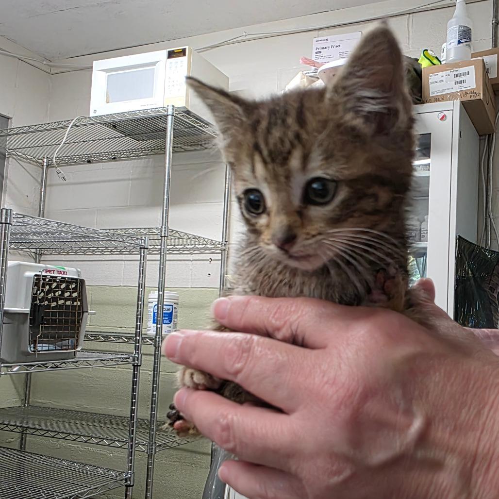 Electabuzz, a Adoptable Domestic Short Hair in Eureka Springs, AR image 1/2