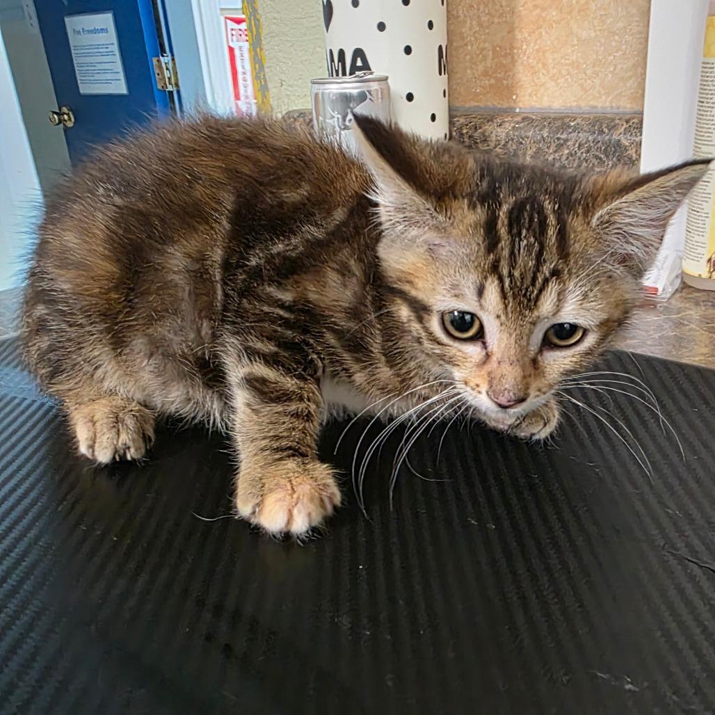 Electabuzz, a Adoptable Domestic Short Hair in Eureka Springs, AR image 2/2