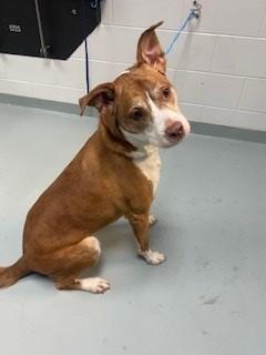 BELLE, Adoptable, Adult Female Labrador Retriever.