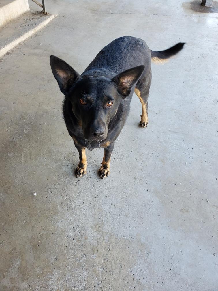 Enlarge Yahtzee, a Adopted mixed breed in Bakersfield, CA image 1/1
