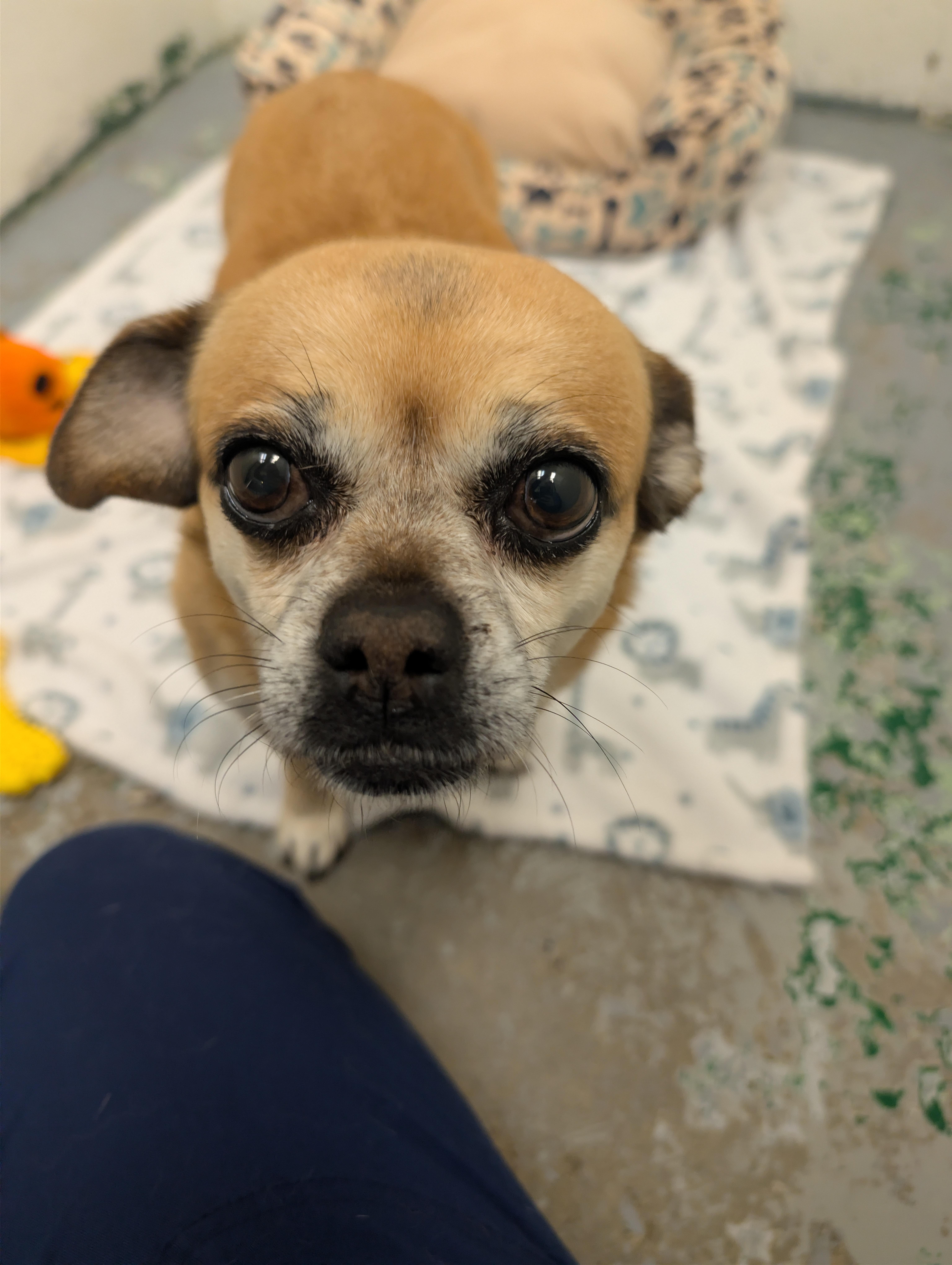 Luna , ADOPTABLE, Adult Female Puggle.