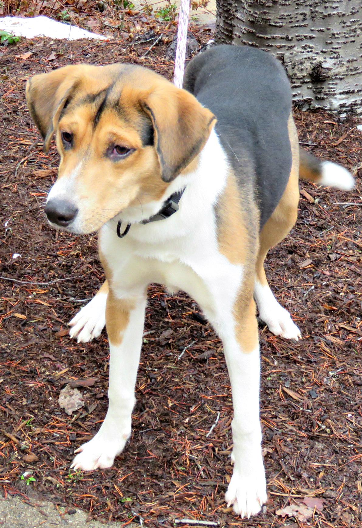 Enlarge Song, a ADOPTABLE mixed breed in Lexington, VA image 1/2